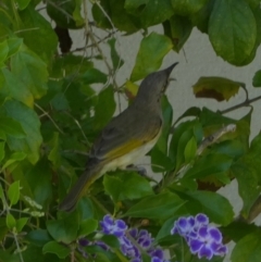 Lichmera indistincta (Brown Honeyeater) at Eli Waters, QLD - 19 Sep 2022 by Paul4K