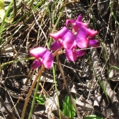 Swainsona sericea (Silky Swainson-Pea) at The Pinnacle - 30 Oct 2022 by sangio7