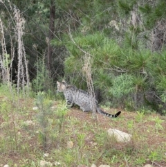 Felis catus (Feral Cat) at Paddys River, ACT - 30 Oct 2022 by Boagshoags