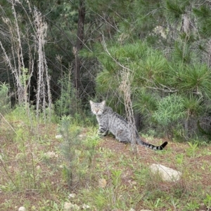 Felis catus at Paddys River, ACT - 30 Oct 2022 05:28 PM