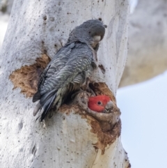 Callocephalon fimbriatum (Gang-gang Cockatoo) at Acton, ACT - 30 Oct 2022 by Reeni Roo