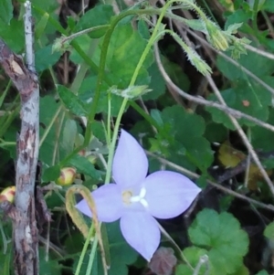 Wahlenbergia sp. at Hawker, ACT - 30 Oct 2022