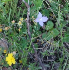 Wahlenbergia sp. at Hawker, ACT - 30 Oct 2022