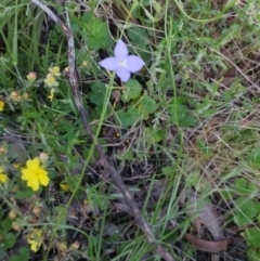 Wahlenbergia sp. at Hawker, ACT - 30 Oct 2022