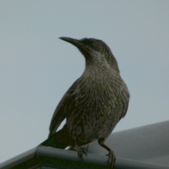 Anthochaera chrysoptera (Little Wattlebird) at Eli Waters, QLD - 20 Sep 2022 by Paul4K