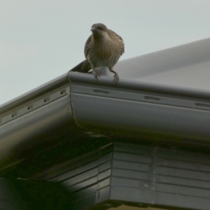 Anthochaera chrysoptera at Eli Waters, QLD - 20 Sep 2022 07:28 AM