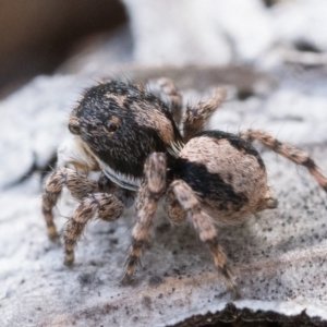 Euophryinae sp. (Rockhopper) undescribed at Watson, ACT - 30 Oct 2022