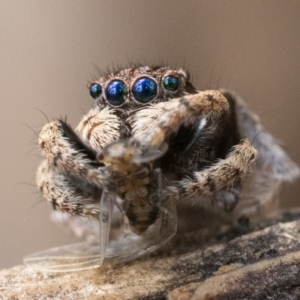 Maratus vespertilio at Watson, ACT - 30 Oct 2022