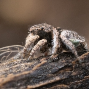 Maratus vespertilio at Watson, ACT - 30 Oct 2022