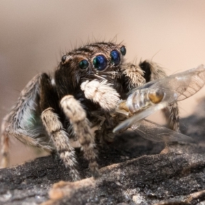 Maratus vespertilio at Watson, ACT - 30 Oct 2022