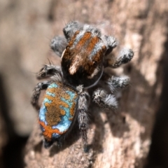 Maratus calcitrans (Kicking peacock spider) at Watson, ACT - 30 Oct 2022 by patrickcox