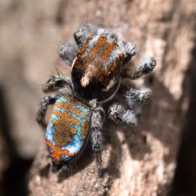 Maratus calcitrans (Kicking peacock spider) at Mount Majura - 29 Oct 2022 by patrickcox