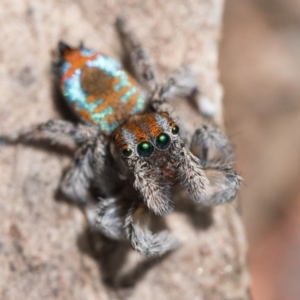 Maratus calcitrans at Watson, ACT - 30 Oct 2022