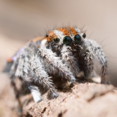 Maratus calcitrans at Watson, ACT - 30 Oct 2022