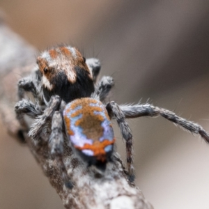 Maratus calcitrans at Watson, ACT - 30 Oct 2022