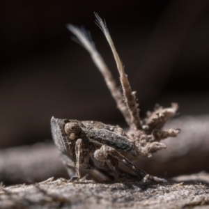 Fulgoroidea sp. (superfamily) at Watson, ACT - 30 Oct 2022