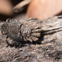 Fulgoroidea sp. (superfamily) at Watson, ACT - 30 Oct 2022