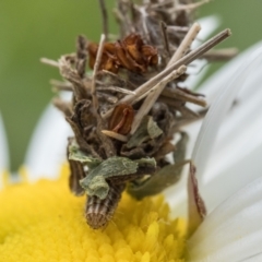 Heliocosma (genus - immature) (A tortrix or leafroller moth) at Mount Majura - 29 Oct 2022 by patrickcox