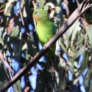 Polytelis swainsonii at Hughes, ACT - 30 Oct 2022