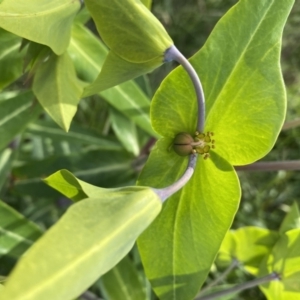Euphorbia lathyris at Harrietville, VIC - 30 Oct 2022 05:18 PM
