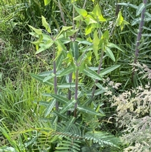 Euphorbia lathyris at Harrietville, VIC - 30 Oct 2022 05:18 PM