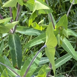 Euphorbia lathyris at Harrietville, VIC - 30 Oct 2022 05:18 PM