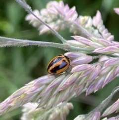 Micraspis frenata (Striped Ladybird) at Harrietville, VIC - 30 Oct 2022 by jks