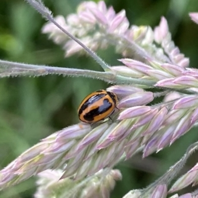 Micraspis frenata (Striped Ladybird) at Harrietville, VIC - 30 Oct 2022 by jks