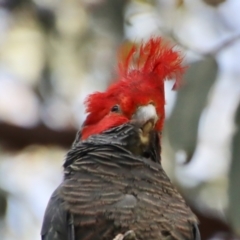 Callocephalon fimbriatum (Gang-gang Cockatoo) at Hughes, ACT - 30 Oct 2022 by LisaH