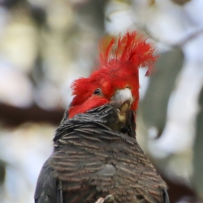 Callocephalon fimbriatum (Gang-gang Cockatoo) at Hughes, ACT - 30 Oct 2022 by LisaH