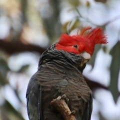 Callocephalon fimbriatum at Hughes, ACT - 30 Oct 2022