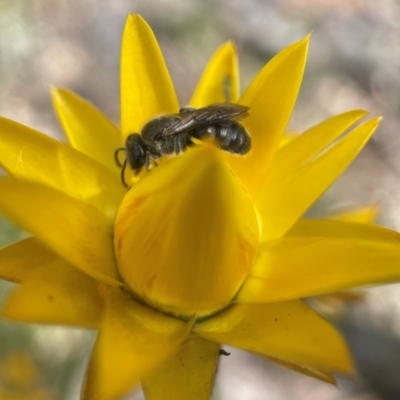 Lasioglossum (Chilalictus) sp. (genus & subgenus) (Halictid bee) at Yarralumla, ACT - 30 Oct 2022 by PeterA