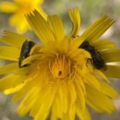 Lasioglossum (Chilalictus) sp. (genus & subgenus) at Yarralumla, ACT - 30 Oct 2022 03:31 PM