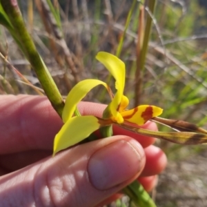 Diuris sulphurea at Bungendore, NSW - 30 Oct 2022