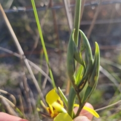 Diuris sulphurea at Bungendore, NSW - 30 Oct 2022