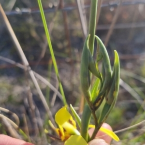 Diuris sulphurea at Bungendore, NSW - 30 Oct 2022