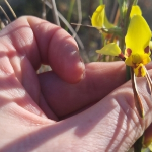 Diuris sulphurea at Bungendore, NSW - 30 Oct 2022