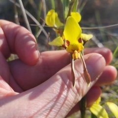 Diuris sulphurea at Bungendore, NSW - 30 Oct 2022