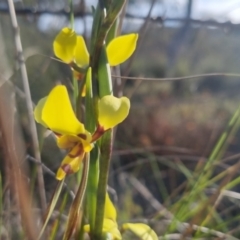 Diuris sulphurea at Bungendore, NSW - 30 Oct 2022