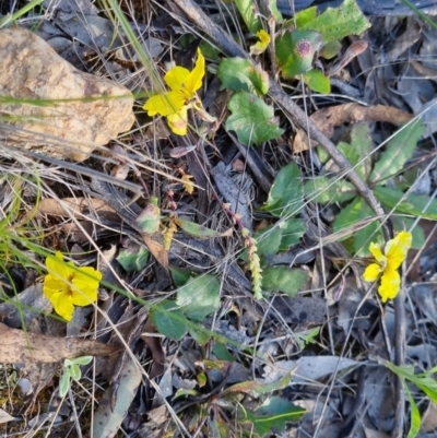 Goodenia hederacea subsp. hederacea (Ivy Goodenia, Forest Goodenia) at Bungendore, NSW - 29 Oct 2022 by clarehoneydove