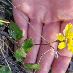 Goodenia hederacea subsp. hederacea at Bungendore, NSW - 29 Oct 2022