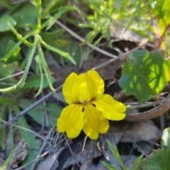 Goodenia hederacea subsp. hederacea at Bungendore, NSW - 29 Oct 2022