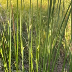 Juncus vaginatus at Griffith, ACT - 30 Oct 2022