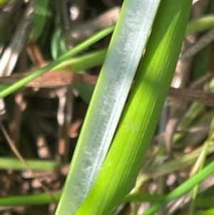 Juncus vaginatus at Griffith, ACT - 30 Oct 2022