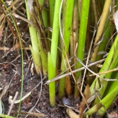 Juncus vaginatus at Griffith, ACT - 30 Oct 2022