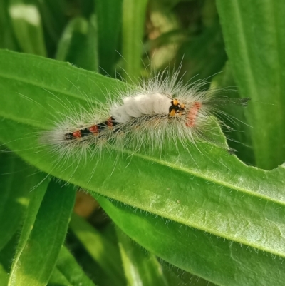 Orgyia anartoides (Painted Apple Moth) at Coombs, ACT - 30 Oct 2022 by Miranda