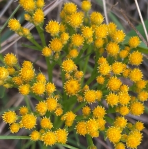 Chrysocephalum semipapposum at Griffith, ACT - 30 Oct 2022