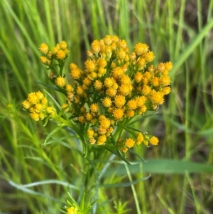 Chrysocephalum semipapposum at Griffith, ACT - 30 Oct 2022