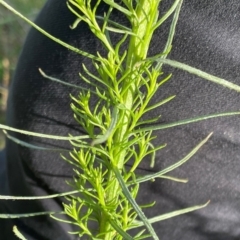 Chrysocephalum semipapposum at Griffith, ACT - 30 Oct 2022