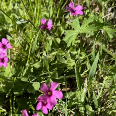 Oxalis articulata (Shamrock) at Booth, ACT - 28 Oct 2022 by KMcCue